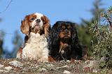 CAVALIER KING CHARLES 317